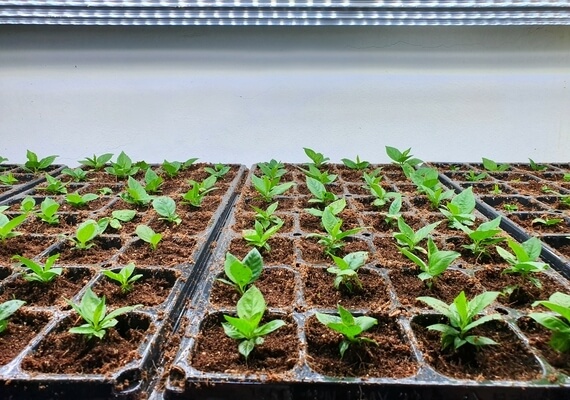 cocoking-about-mission images